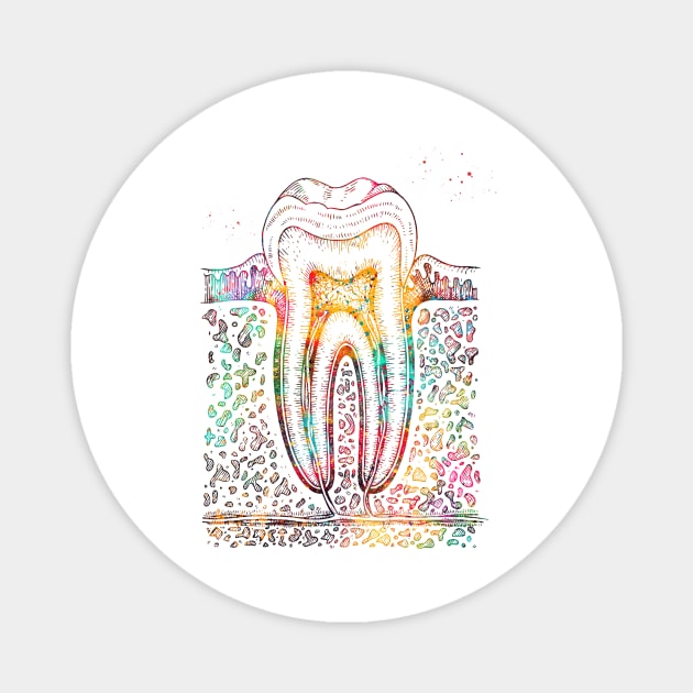 Tooth diagram Magnet by erzebeth